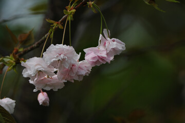 雨の日の可愛い八重桜
