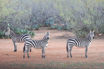 Zebras in daylight