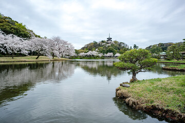 横浜の風景　春の三渓園