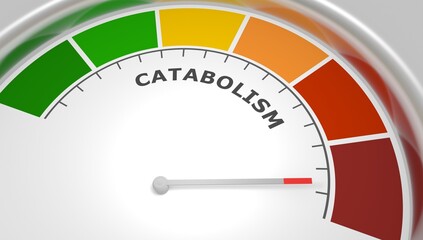 Catabolism low level on measure scale. Instrument scale with arrow. Colorful infographic gauge element. Catabolism breaks down large molecules with ATP as energy into smaller units. 3D render