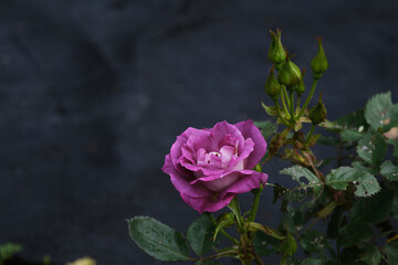 ピンク色の可愛い薔薇