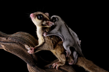 Sugar glider with her baby isolated on black (Petaurus breviceps)