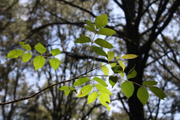 Fototapeta premium Leaves and sky