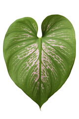 Green leaf isolated on white background, heart green