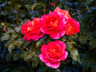 red roses blooming in the summer garden, selective focus