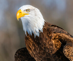 A portrait of an American Bald Eagle