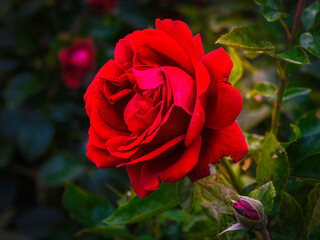  beautiful red rose blooming  in the summer in the country garden