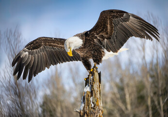 Majestic bald eagle perched on a rotten old tree with wing spread against blue sky