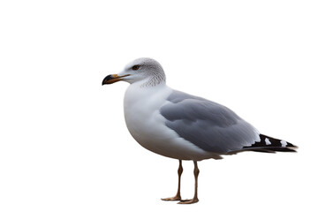 Fototapeta premium isolated seagull white background animal bird wild wing feather1 beautiful nature beauty flying elegant wildlife freedom air sky sea fly