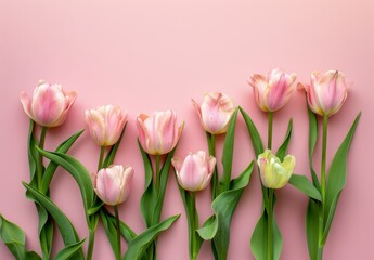 Pink tulips on a pink background, Elegant Mother's Day or Women's Day Banner