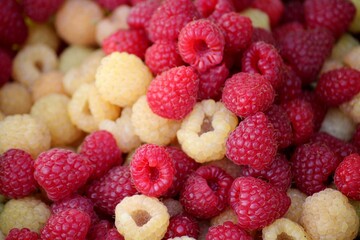 Raspberry, a vibrant fruit, boasts a rich, tangy flavor, and a distinctive crimson hue, adored in...