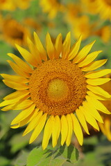 Fototapeta premium yellow sunflowers are in bloom, beautiful sunflower field in summer season in sunny day, oil seed crops cultivation in india
