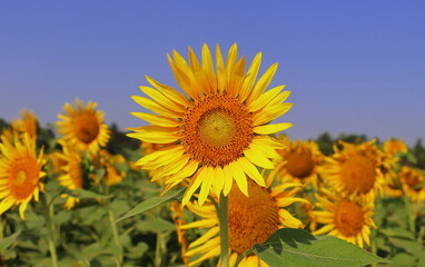 yellow sunflowers are in bloom, beautiful sunflower field in summer season in sunny day, oil seed...