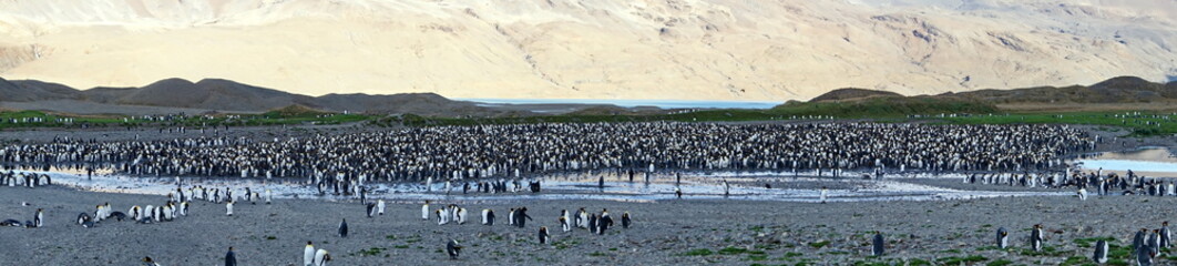 Obraz premium Panorama of a king penguin (Aptenodytes patagonicus) colony at Fortuna Bay, South Georgia Island