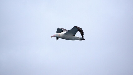 Wandering albatross (Diomedea exulans) in flight off the coast of South Georgia Island