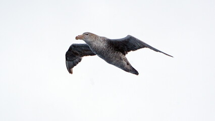 Northern giant petrel (Macronectes halli) in flight off the coast of South Georgia Island