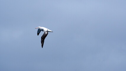 Wandering albatross (Diomedea exulans) in flight off the coast of South Georgia Island