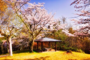 桜が咲く長野県安曇野市の長峰山