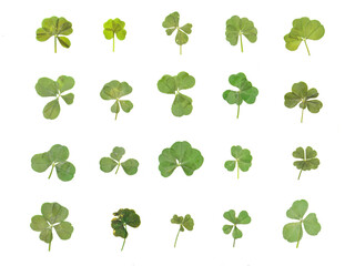 Variety of Real Authentic 4-5 Leaf Clovers from the Pacific Northwest (Flattened and Isolated)