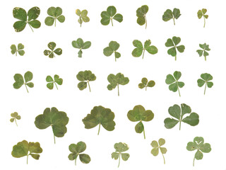 Variety of Real Authentic 4-5 Leaf Clovers from the Pacific Northwest (Flattened and Isolated)
