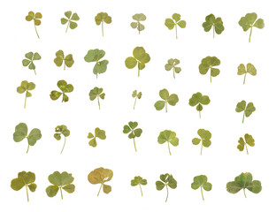 Variety of Real Authentic 4-5 Leaf Clovers from the Pacific Northwest (Flattened and Isolated)
