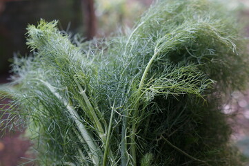 Fresh green fennel (Foeniculum vulgare) leaves ready to be cooked