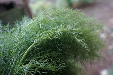 Fresh green fennel (Foeniculum vulgare) leaves ready to be cooked