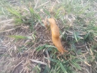 snail on a grass