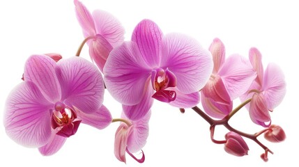 Fototapeta na wymiar Beautiful orchid flowers are available for purchase at the store