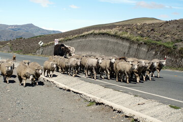 Flock of sheep on the road in the mountains outside of Latacunga, Ecuador