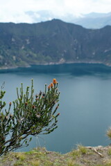 Chuquiragua flower growing on the rim above Quilotoa Lake outside of Latacunga, Ecuador