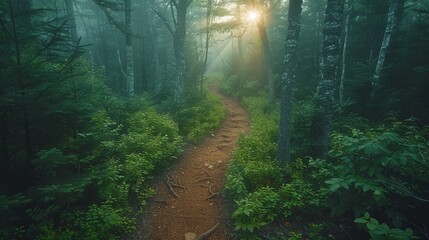 Morning mist blankets the woodland trail, sunlight filters through tall trees in the peaceful, untouched natural environment