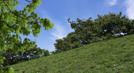 春・夏　煽りで見上げた丘・土手の野原の坂道　さわやかな晴天の青空と雲の背景壁紙 　アウトドア・夏休み・祝日・行楽・観光・旅行・ゴールデンウィーク・ウォーキング・散歩のイメージ素材