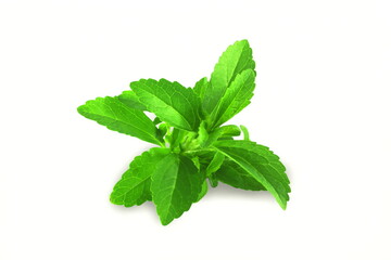 fresh green Stevia rebaudiana herb leaves for health,food related concept,white  background