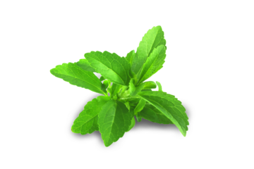 fresh green Stevia rebaudiana herb leaves for health,food related concept background,cutout in transparent background,png format
