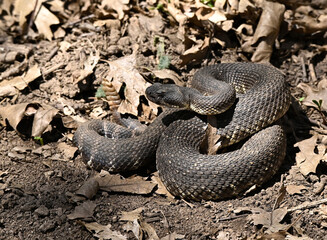 rattler in profile