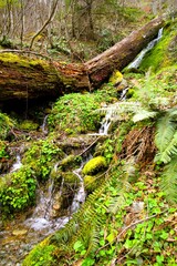 Water cascading downward surrounded by vibrant, green foliage, next to a large fallen tree.
