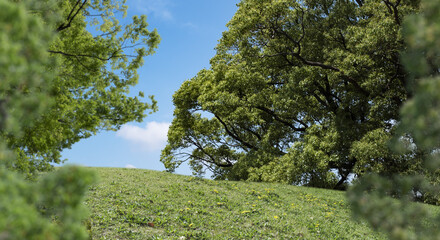 春・夏　煽りで見上げた丘・土手の野原の坂道　さわやかな晴天の青空と雲の背景壁紙 　アウトドア・夏休み・祝日・行楽・観光・旅行・ゴールデンウィーク・ウォーキング・散歩のイメージ素材