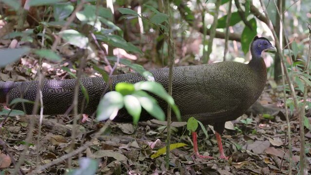 a male great argus bird stands still and looks around the rainforest of gunung leuser national park on sumatra, indonesia