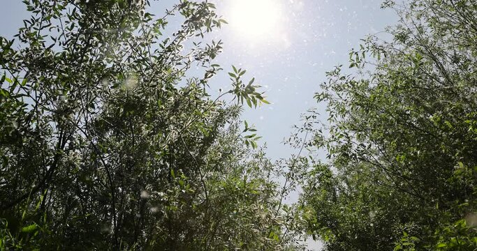 light white fluff from willow in spring, willow during flowering with a lot of white fluff with black seeds