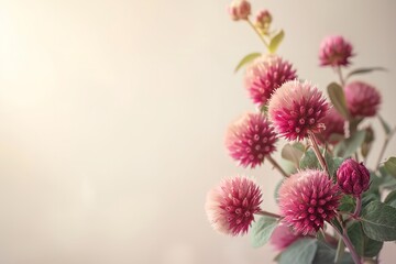 Top view of a bouquet of Globe amaranth on light beige background a concept of love and long life with a big space for text or product advertisement background, Generative AI.