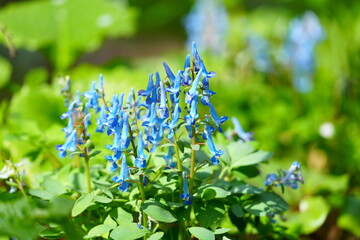 春の公園に咲いたエゾエンゴサク
