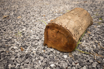 A cross section wooden log firewood on gravel