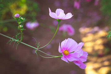 Beautiful pink cosmos flowers bloom and buds in sunset.