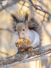 Obraz premium The squirrel with nut sits on tree in the winter or late autumn