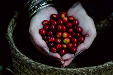 Woman harvesting coffee the fruit of the earth
