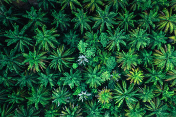 Trees and palm trees from above