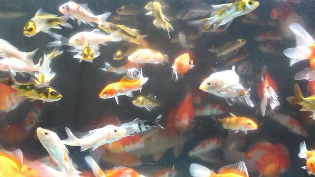 Many schools of goldfish fish in aquariums are sold at the Splendid Malang animal market