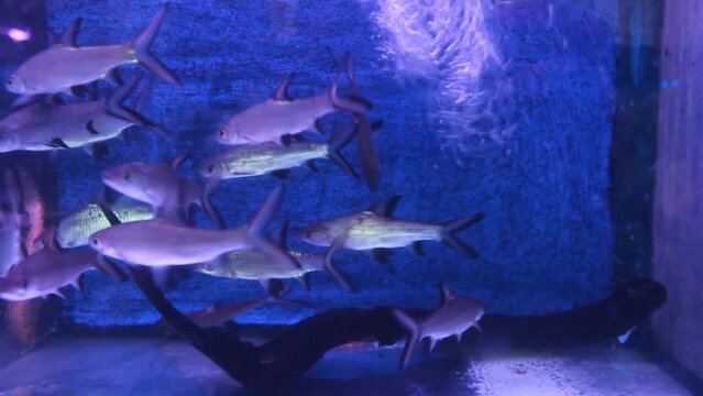 Many schools of green zebra fish in aquariums are sold at the animal market