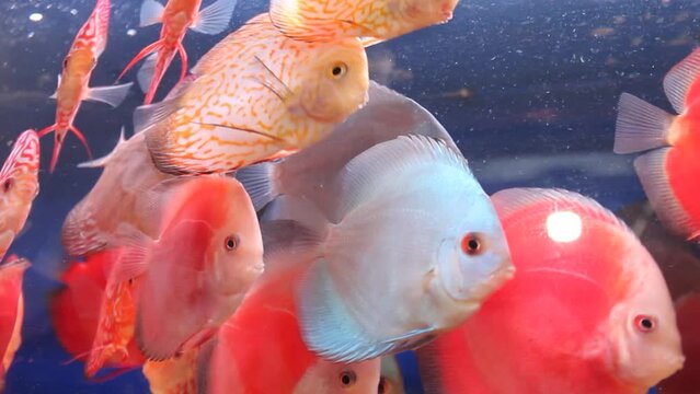 Many schools of colorful discus fish in aquariums are for sale at the Splendid Malang animal market